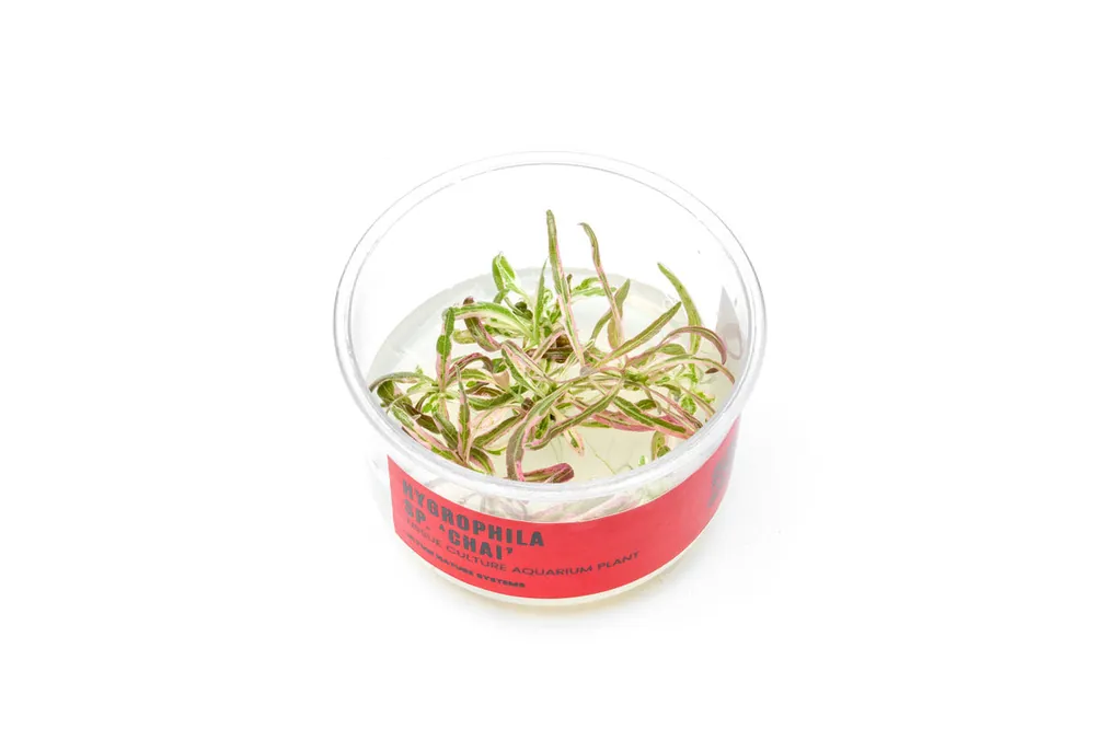 Hygrophila sp. Chai UNS Tissue Culture - UNSTC