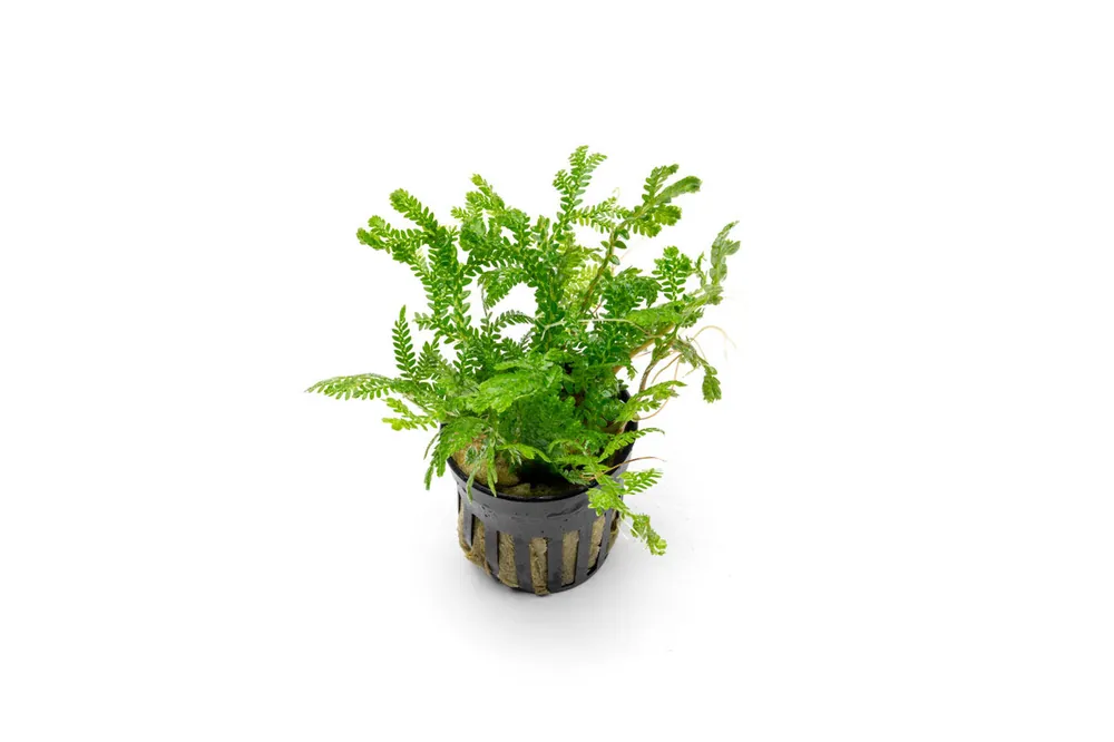 Selaginella Kraussiana Aurea - CPA