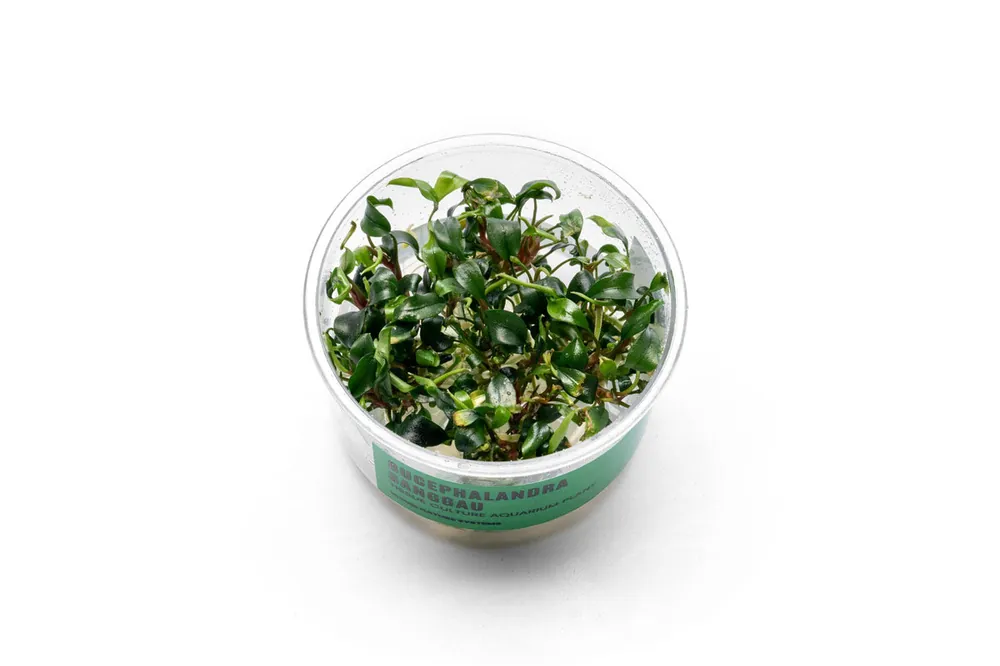 Bucephalandra Sanggau UNS Tissue Culture - UNSTC
