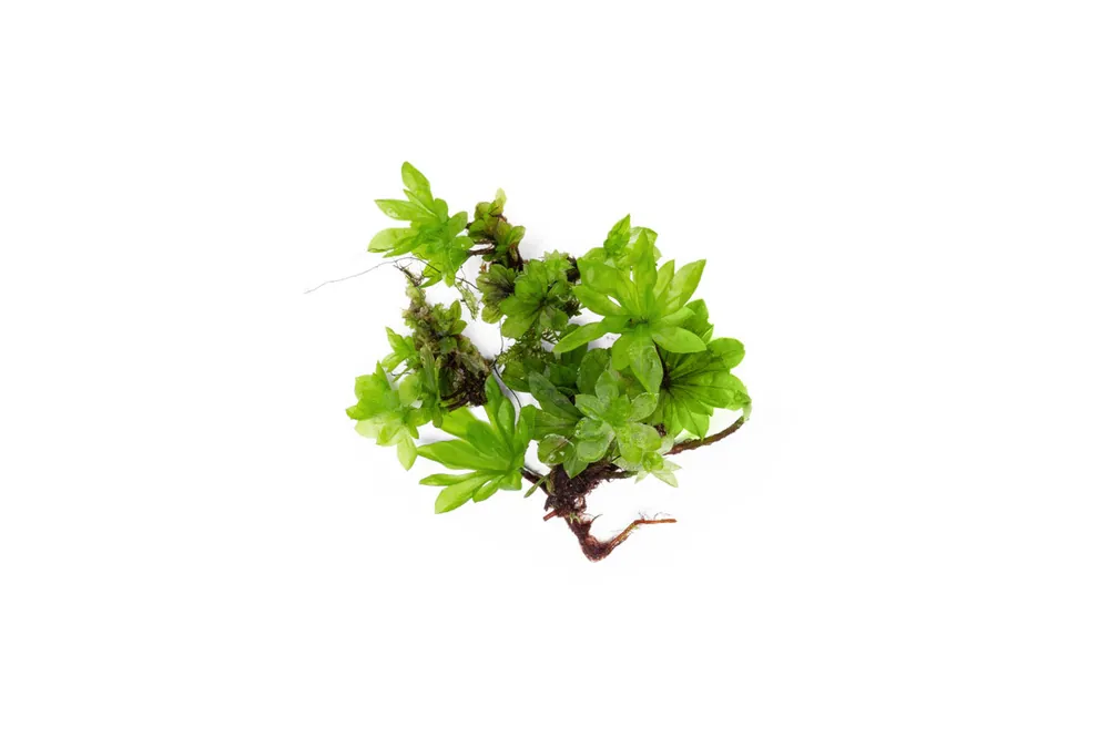 Umbrella Moss - BUCE