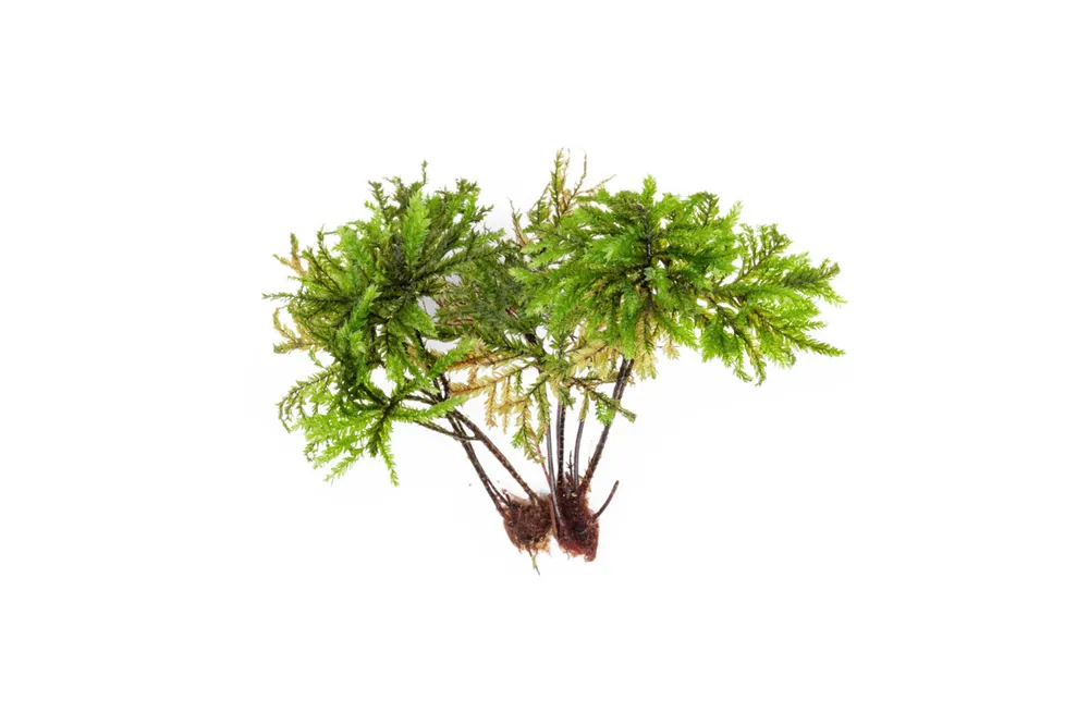 Tree Moss - BUCE