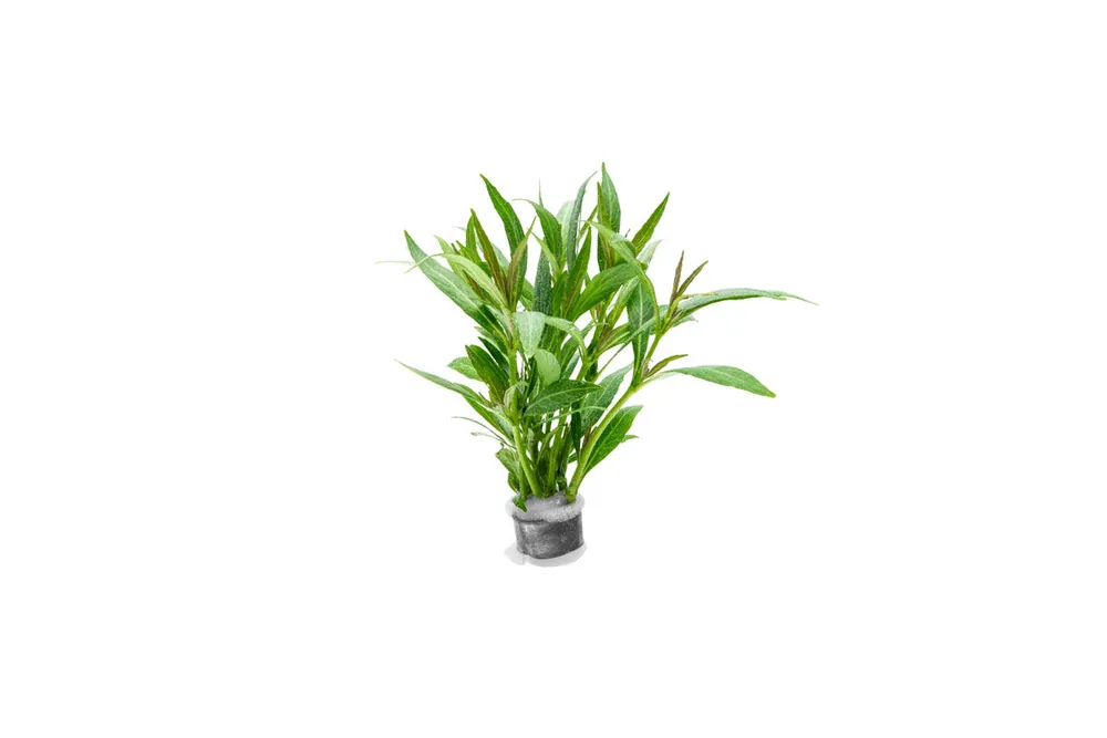 Hygrophila Salicifolia Narrow Leaf - CPA