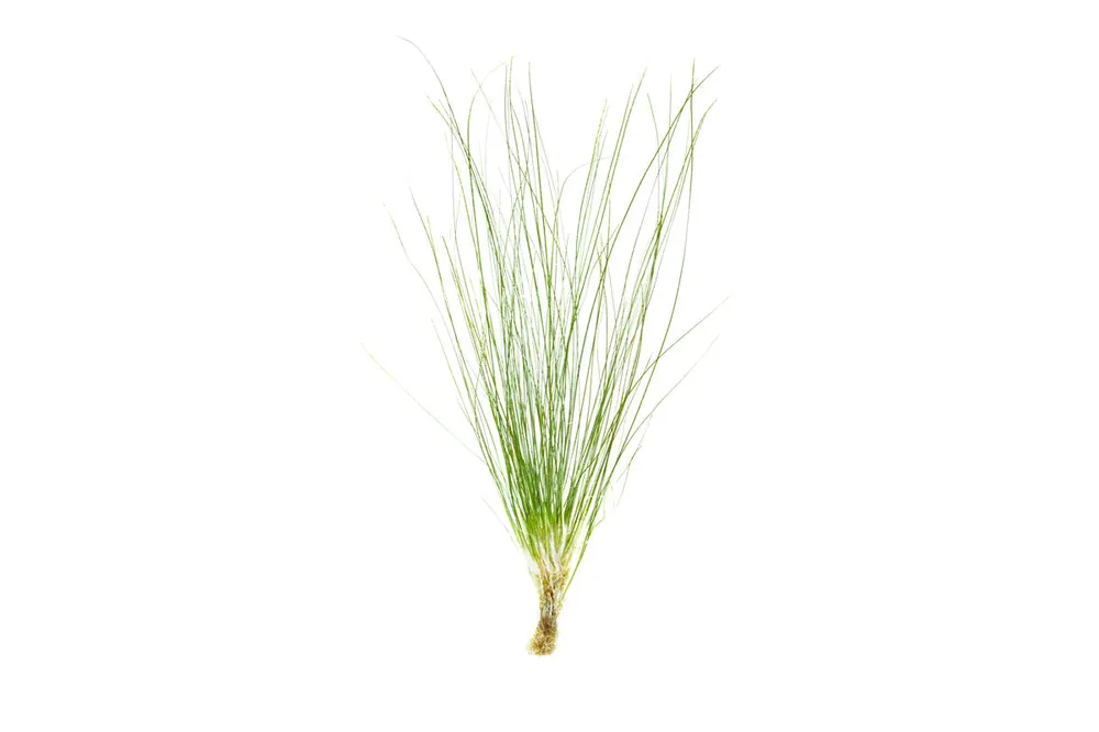 Eriocaulon Feather Duster - BUCE