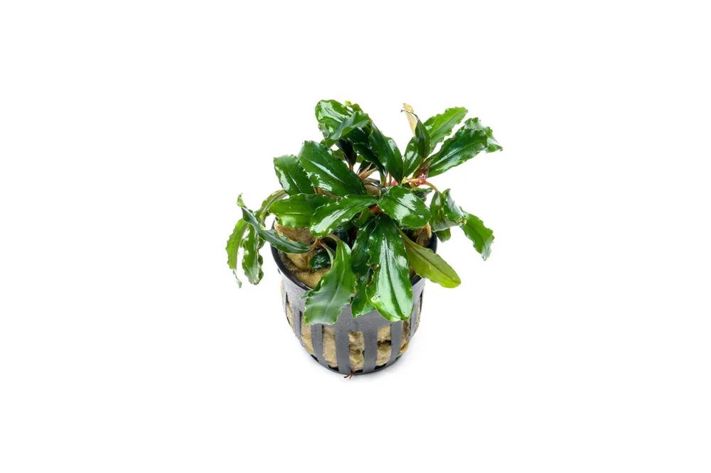Bucephalandra Artemis - CPA