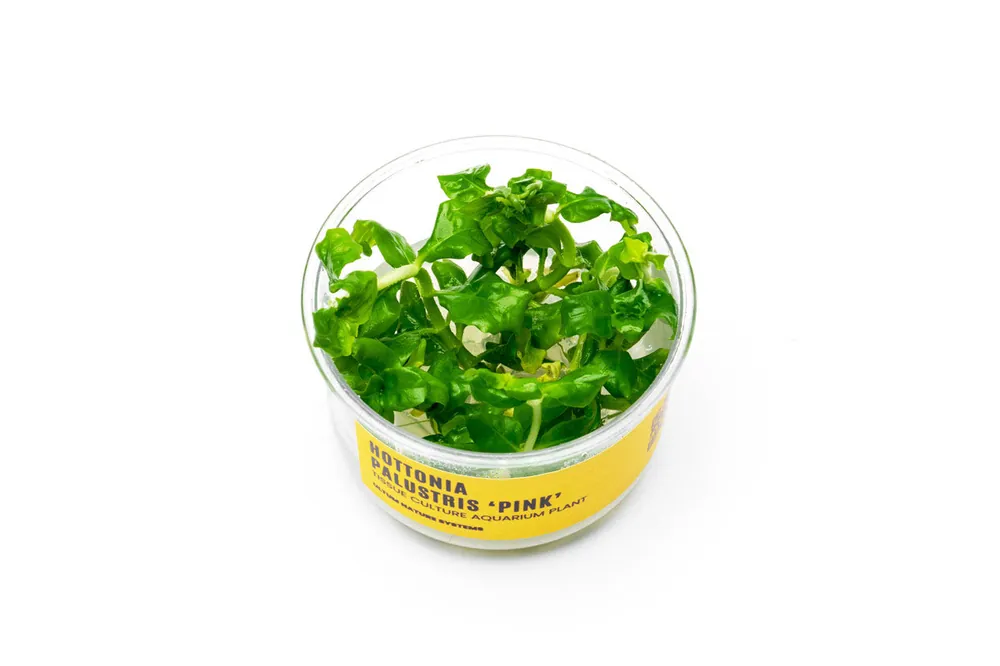 Hottonia Palustris UNS Tissue Culture - UNSTC