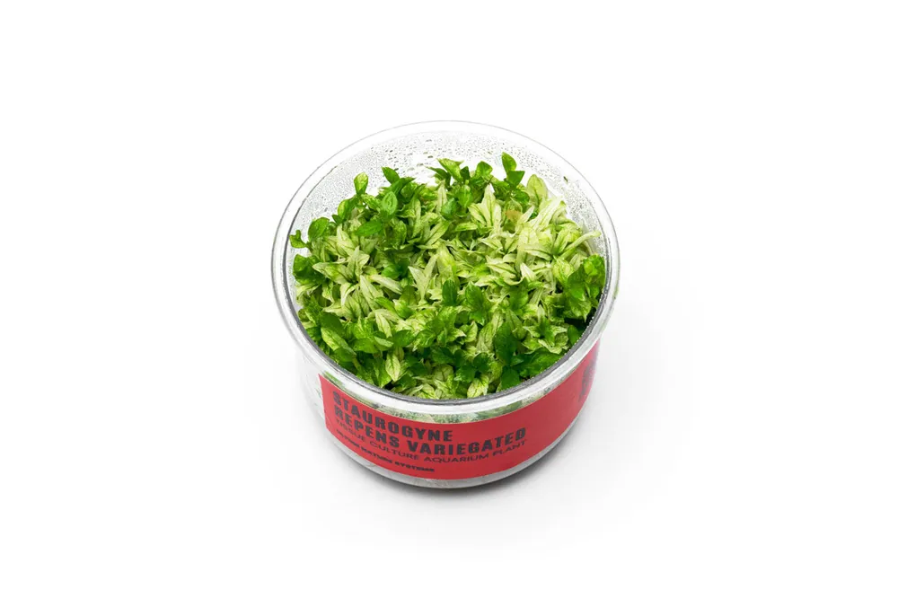 Staurogyne Repens Variegated UNS Tissue Culture - UNSTC