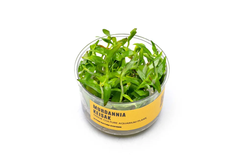 Murdannia Keisak UNS Tissue Culture - CPA
