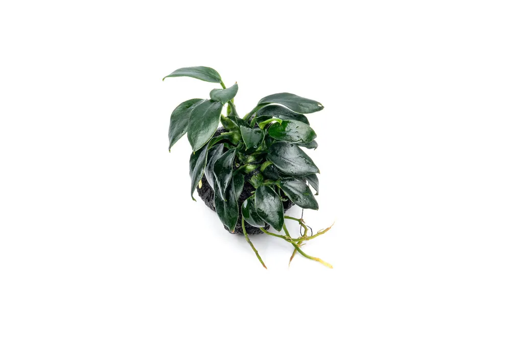 Anubias Nana Pangolino on Lava Stone - CPA