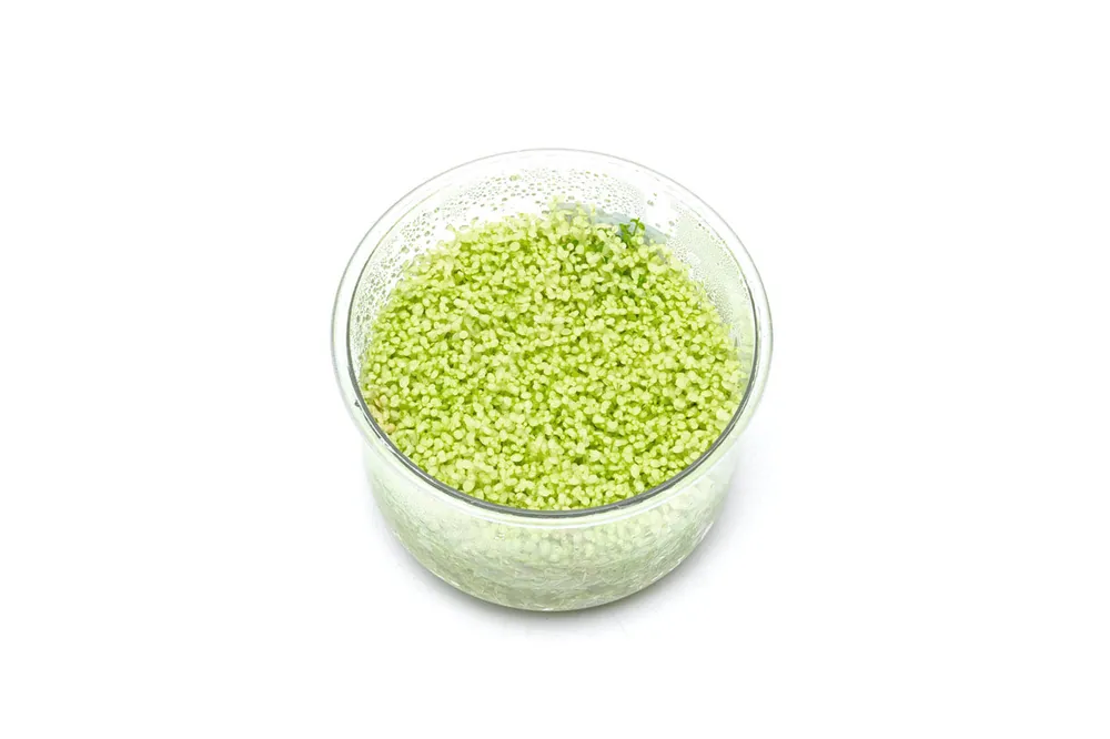 Hemianthus Callitrichoides 'Cuba White' - Buce Plant