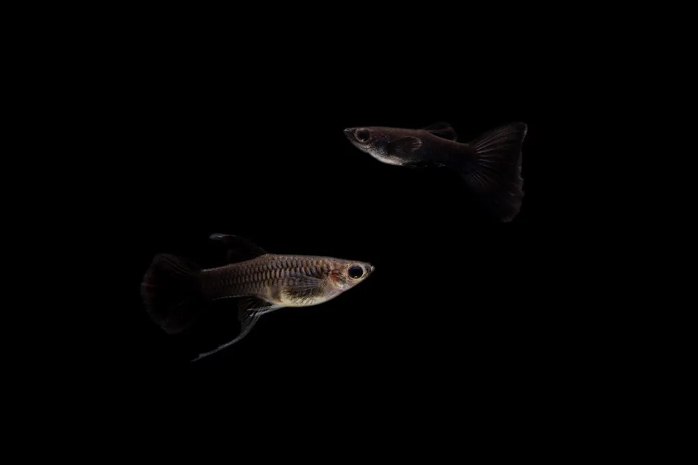 Moscow Black Guppies - Breeding Pair