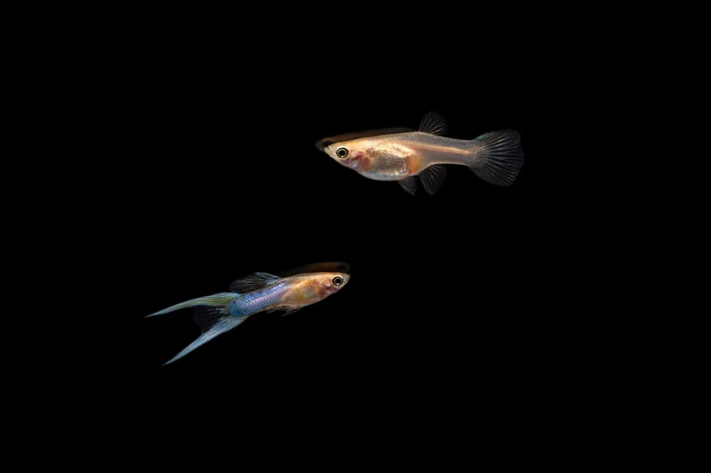 Japan Blue Double Sword Guppies - Breeding Pair