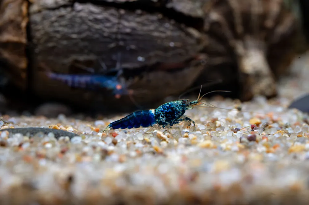 Ocean Blue Shrimp - JA