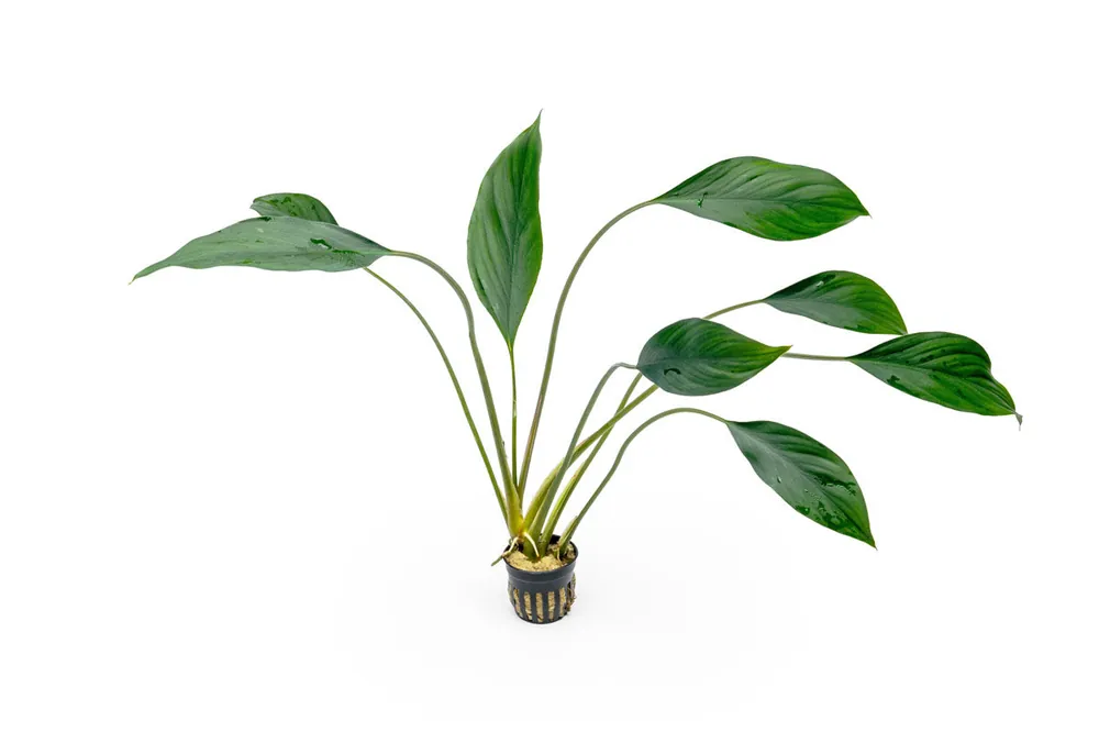 Aglaonema Simplex - ACW