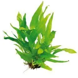Microsorum pteropus (Java Fern) - Aquatic Plant