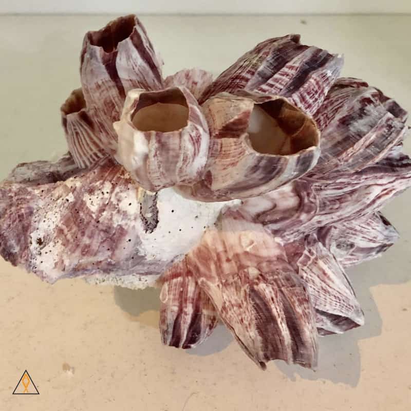 Barnacle Shell - ALA - Aqua Lab Aquaria