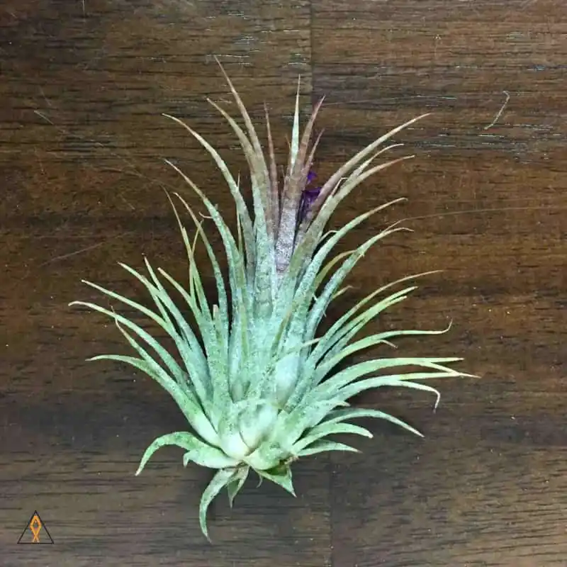 Tillandsia Air Plant - ALA - Aqua Lab Aquaria