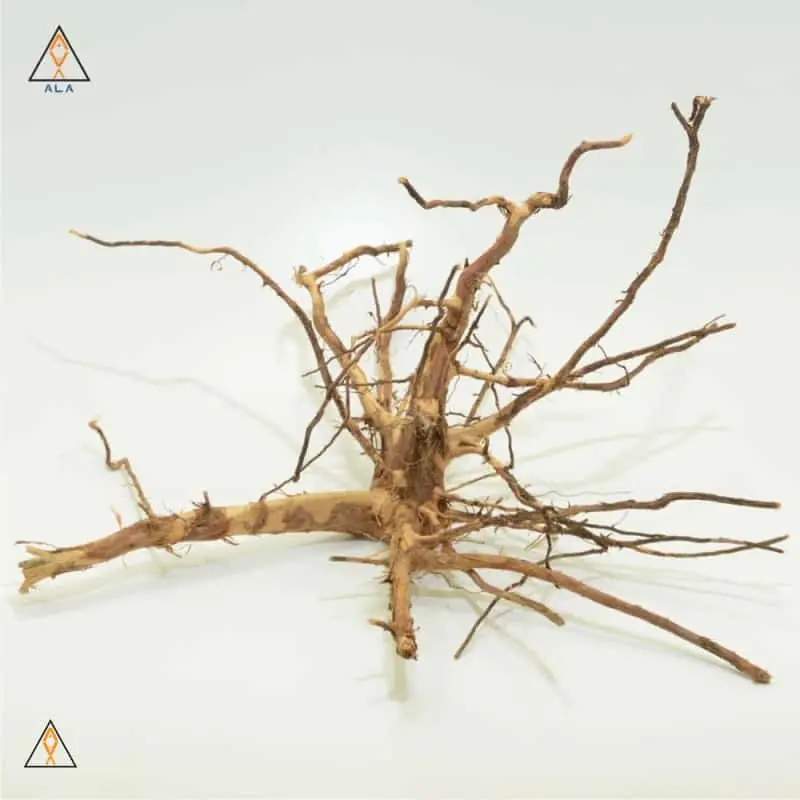 Kakado Wood Showpiece #22223 - ALA