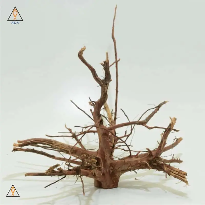 Kakado Wood Showpiece #22224 - ALA
