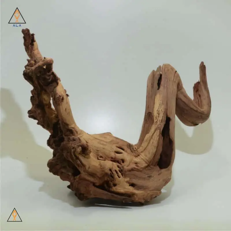 Pacific Wood Showpiece #22222 - ALA