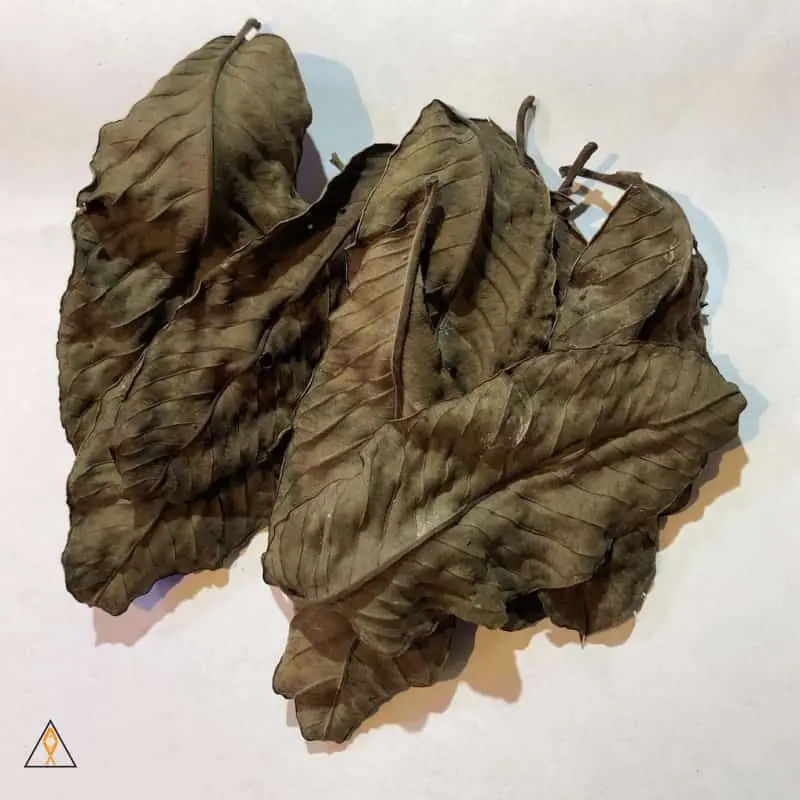 Guava Leaves (Dozen) - ALA
