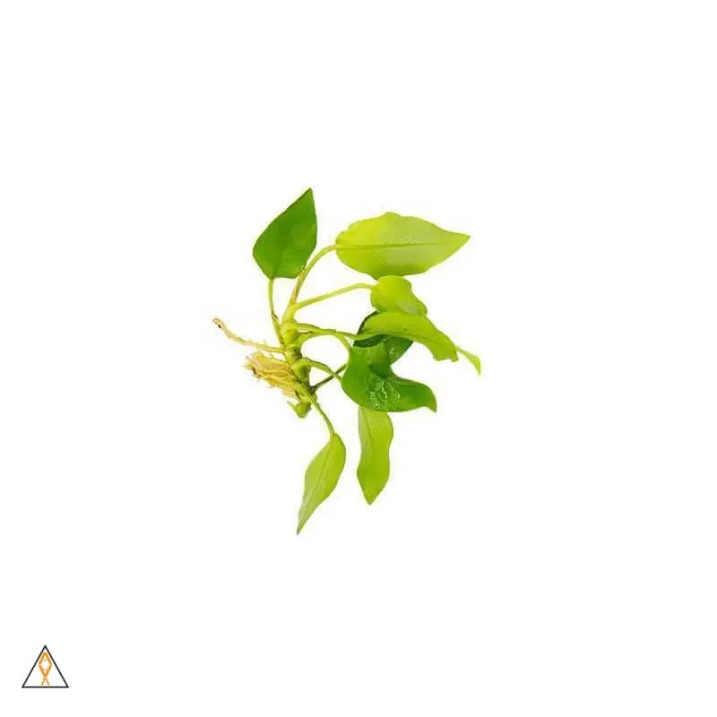 Anubias nana 'Golden' - Aquatic Plant