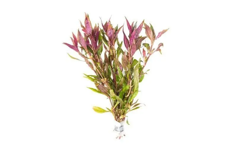 Alternanthera lilacina - Aquatic Farmer