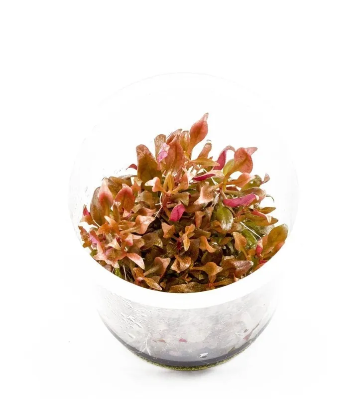 Alternanthera reineckii 'Mini' (AR Mini) - ALA Livestock