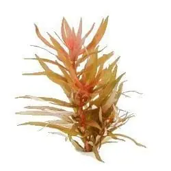 Ammannia gracilis - Aquatic Farmer