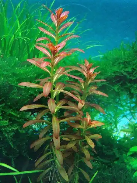 Ammannia sp. 'Sulawesi' - ADA