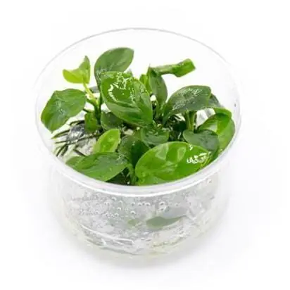 Anubias barteri - Aquatic Farmer