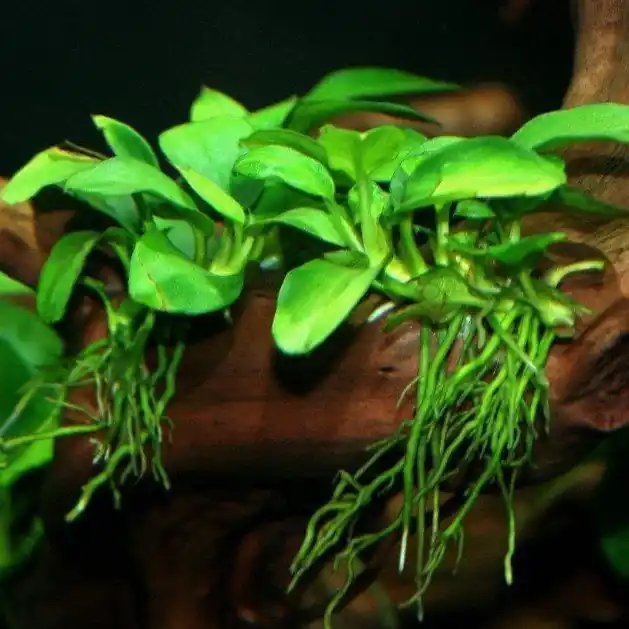 Anubias barteri var. nana 'Petite' - AQM - Aquatropic