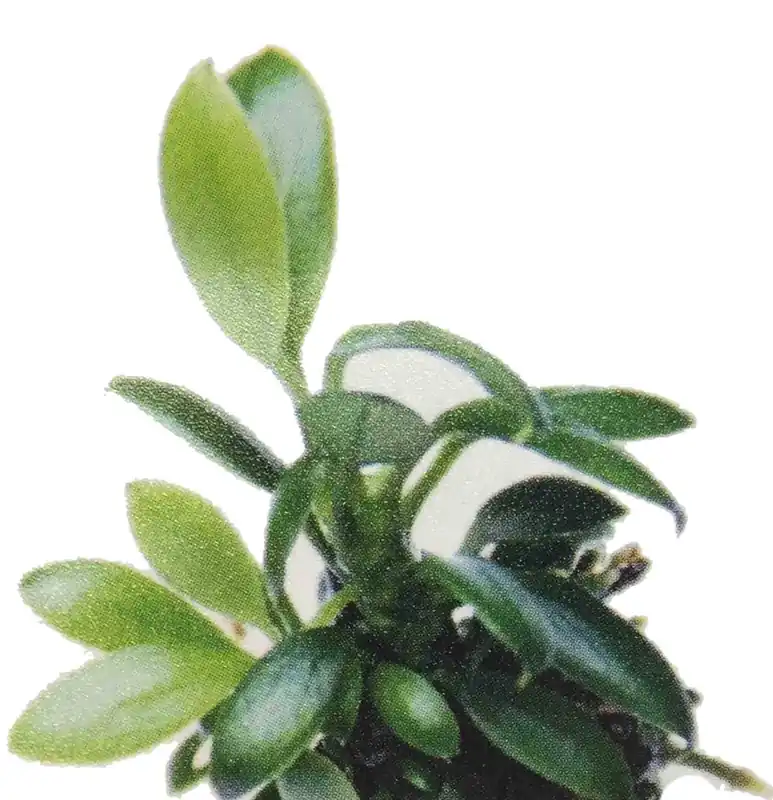 Anubias nana "Pangolino" - Dennerle