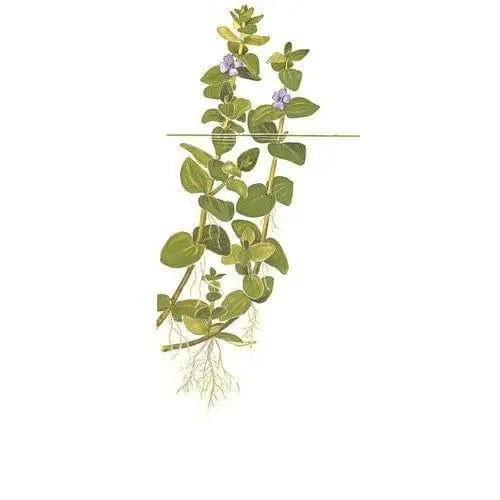 Bacopa caroliniana - Tropica