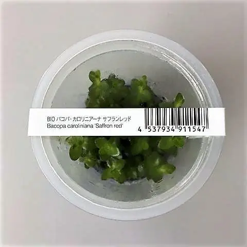 Bacopa caroliniana 'Saffron Red' - ADA