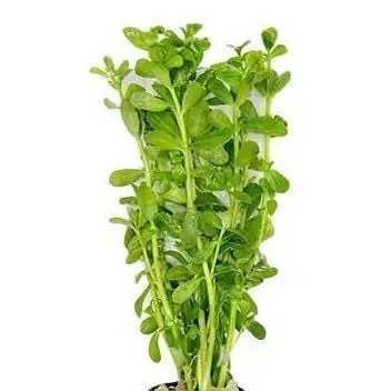 Bacopa monnieri - Aquatic Farmer