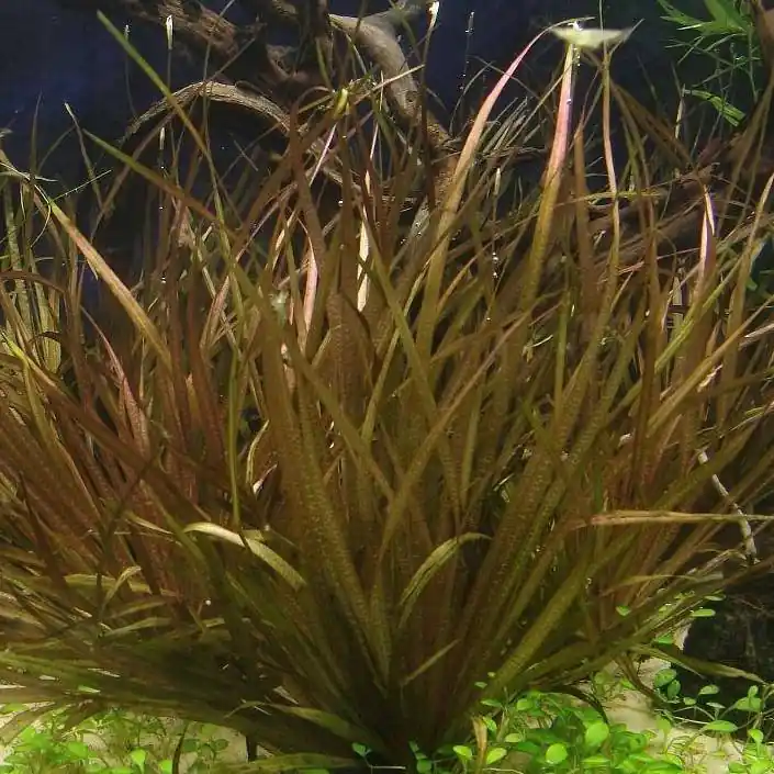 Blyxa novoguineensis - ADA