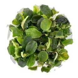 Bucephalandra 'Green Wavy' - ALA Livestock