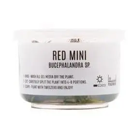 Bucephalandra 'Red Mini' - ALA Livestock