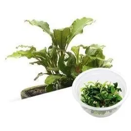 Bucephalandra sp. 'Sintang' - ADA
