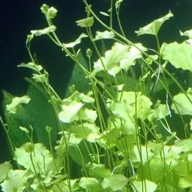 Cardamine lyrata 'Vietnam' - UNS
