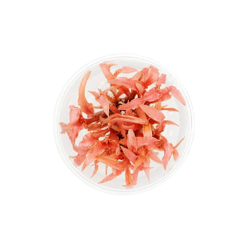 Cryptocoryne albida 'Red' - ALA Livestock