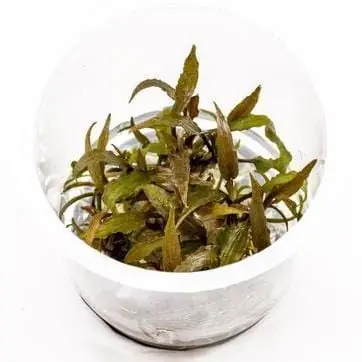 Cryptocoryne axelrodi - ADA