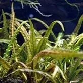 Cryptocoryne balansae - ADA