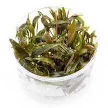Cryptocoryne becketii - UNS