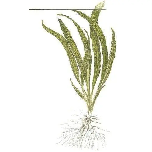 Cryptocoryne crispatula - Tropica