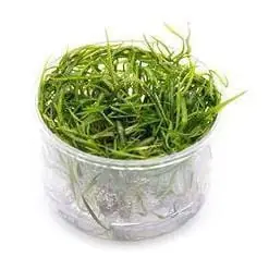 Cryptocoryne crispatula tonkinensis - UNS