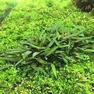 Cryptocoryne lucens - ALA Aquatic Plants