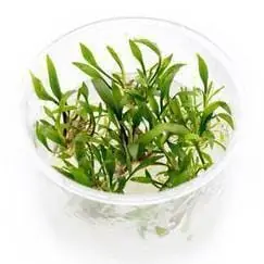 Cryptocoryne lutea - ALA Livestock