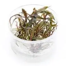 Cryptocoryne nurii - ALA Livestock