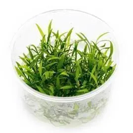 Cryptocoryne parva - ALA Livestock